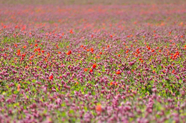 Фіолетовий поля — стокове фото
