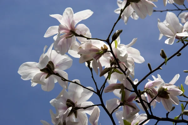 Rose magnolia — Stock Photo, Image