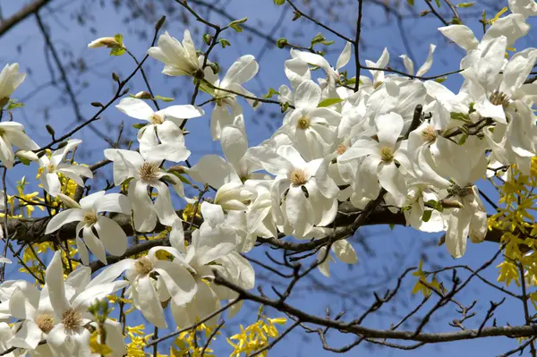 stock image Magnolia