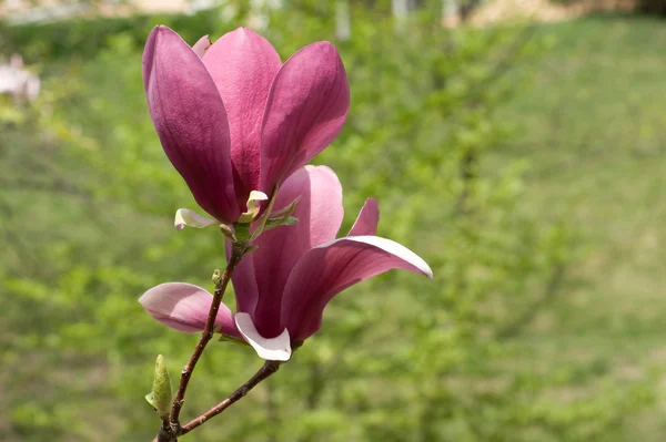 Liliowy magnolia — Zdjęcie stockowe
