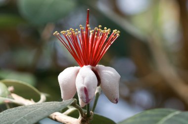 çiçek feijoa