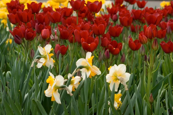 Narcissus and tulips — Stock Photo, Image