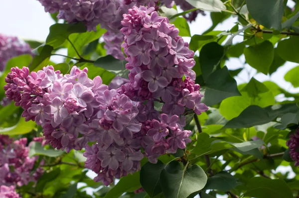 stock image Lilac