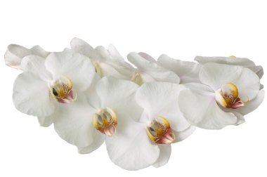 White orchid clipart