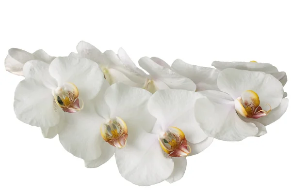 stock image White orchid