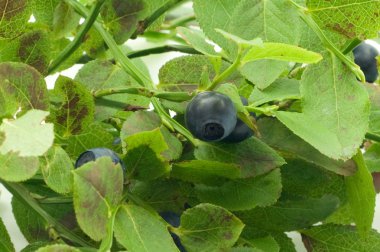 Yaban mersinli Şubesi