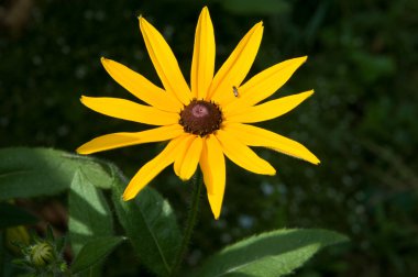 sarı çiçek