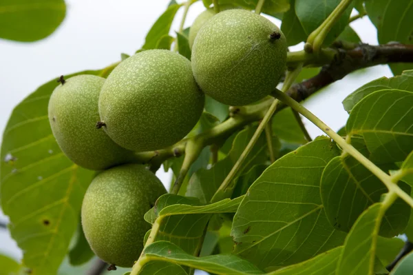 stock image Green walnuts