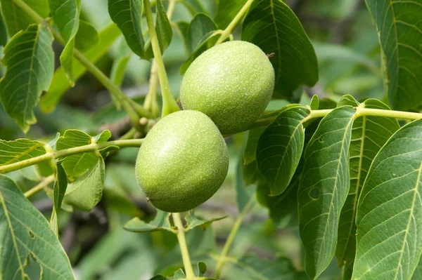 stock image Green walnuts