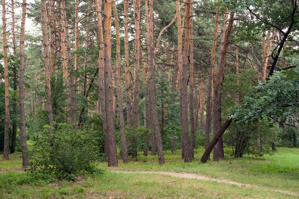 Pine grove — Stockfoto