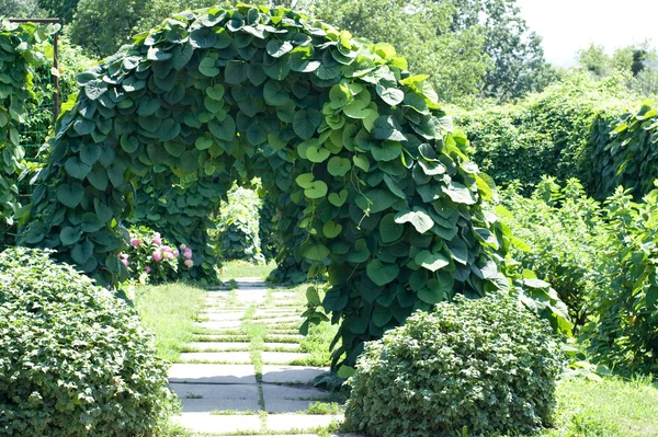 Зеленая арка — стоковое фото