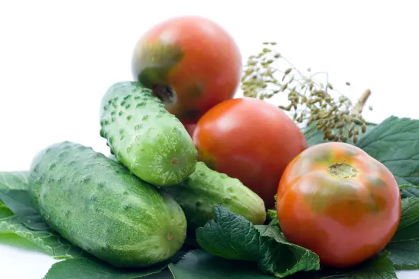 Tomater og agurker – stockfoto