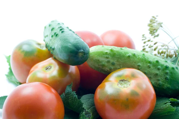 Tomaten und Gurken — Stockfoto