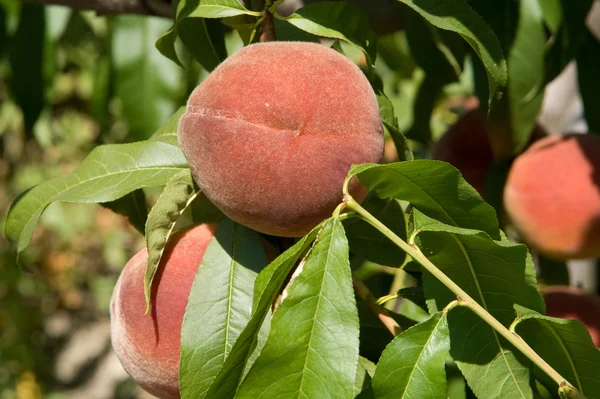 stock image Peaches