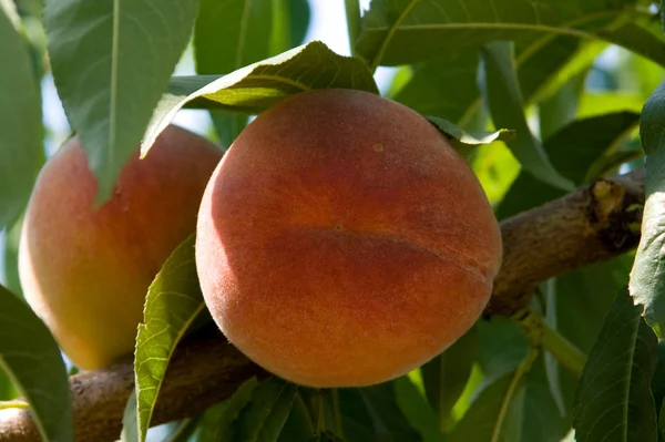 stock image Peaches