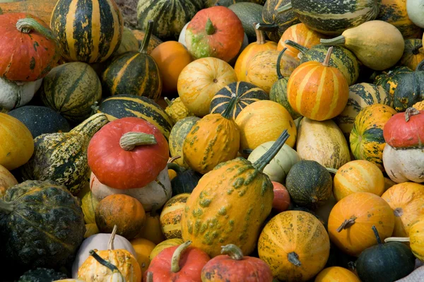 stock image Pumpkins