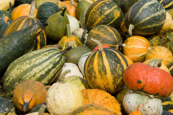 stock image Pumpkins