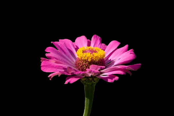 stock image Zinnia angustifolia (haageana)