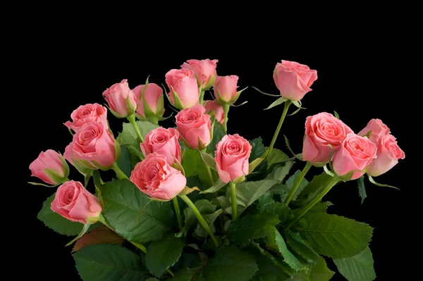 stock image Red Roses on black