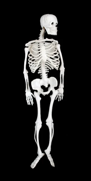 Leksak ett skelett av personen. — Stockfoto