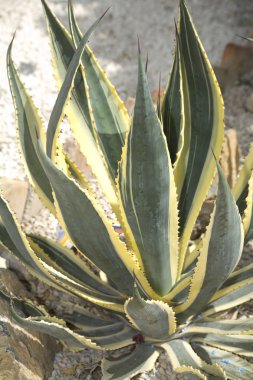 Agave americana striata