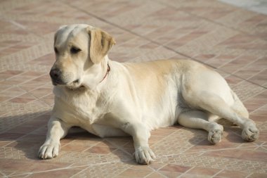 Labrador köpek