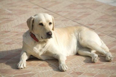 Labrador köpek