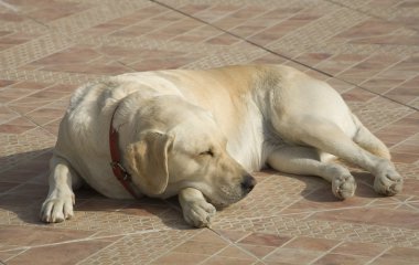 Labrador köpek