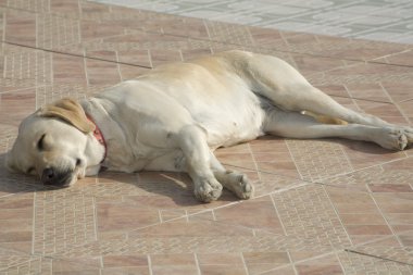 Labrador köpek