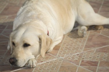 Labrador köpek