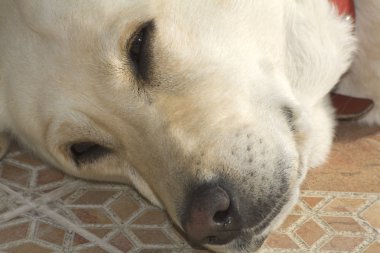 Labrador köpek