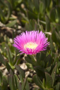 Lampranthus spectabilis