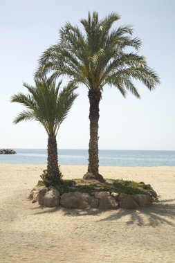 palmiye ağacı beach