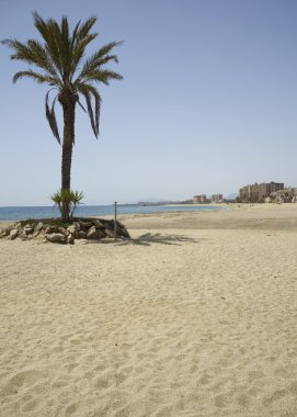 palmiye ağacı beach