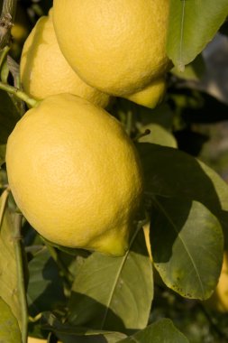 limon