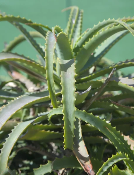 Cactus plant — Stockfoto