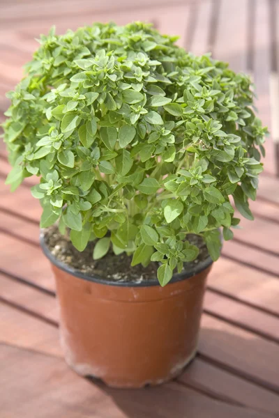 Grön växt i en kruka — Stockfoto