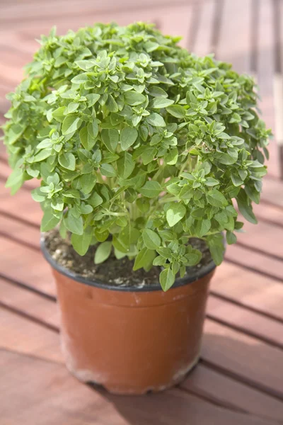 stock image Green plant in a pot