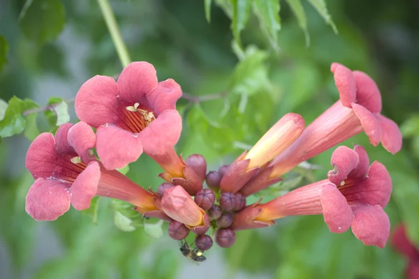 Kohleria eriantha — Stock Photo, Image