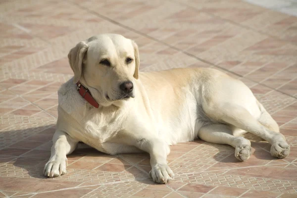 Labrador-Hund — Stockfoto
