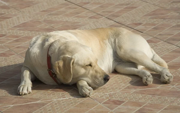Labrador chien — Photo