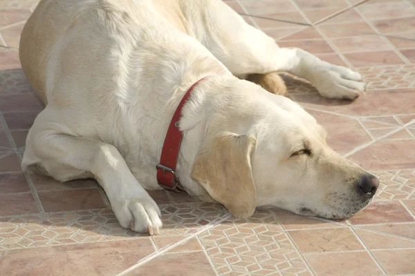 Σκυλιών του Λαμπραντόρ — Φωτογραφία Αρχείου