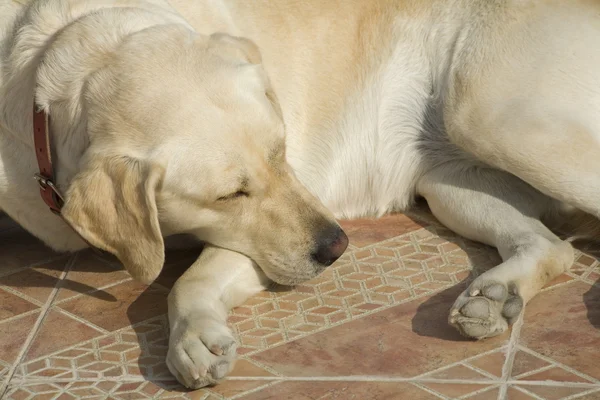 Σκυλιών του Λαμπραντόρ — Φωτογραφία Αρχείου