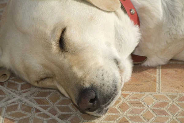 Labrador köpek — Stok fotoğraf