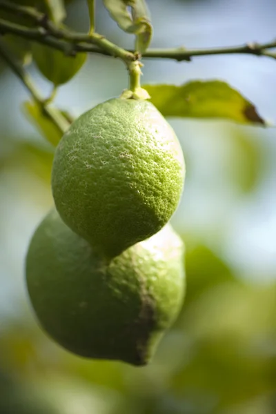 Citron träd — Stockfoto