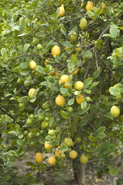 Лимонное дерево — стоковое фото
