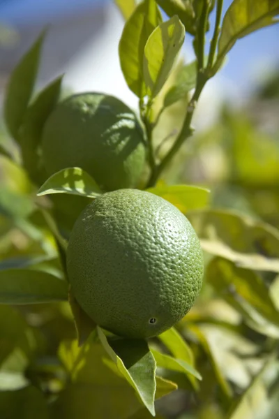 stock image Lemon tree