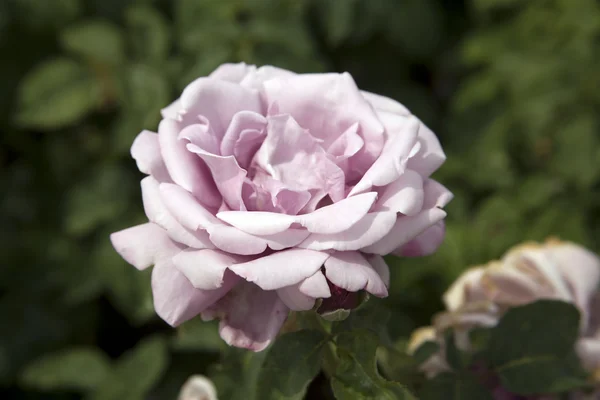 Liliowy róża — Zdjęcie stockowe