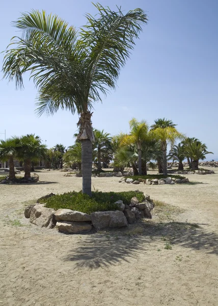 Palmiye ağacı beach — Stok fotoğraf