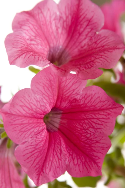 Petunia-bloem. — Stockfoto
